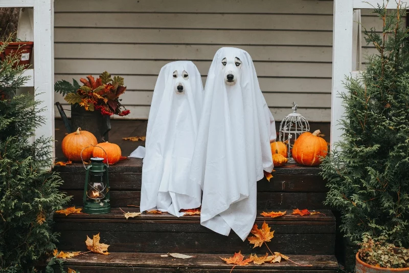 duchy i kościotrupy na halloween