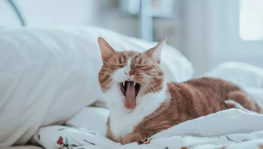 koty sikają do łóżka